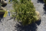 Norway Spruce Tree 4ft. Tall