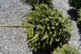 Norway Spruce Tree 4ft. Tall