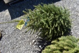 Norway Spruce Tree 4ft. Tall