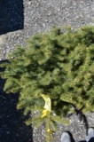 Colorado Spruce Tree 3ft. Tall