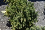 Colorado Spruce Tree 3ft. Tall