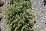 Colorado Spruce Tree 3ft. Tall