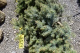 Colorado Spruce Tree 3ft. Tall