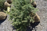 Colorado Spruce Tree 3ft. Tall