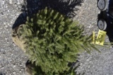 White Spruce Tree 3ft. Tall