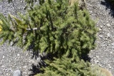 Norway Spruce Tree