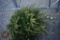 Norway Spruce4ft.