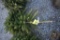 Norway Spruce4ft.