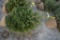 Norway Spruce4ft.