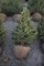 Black Hill Spruce 4ft.