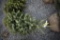 Black Hill Spruce 4ft.