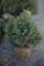 Black Hill Spruce 4ft.