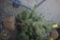 Scotch Pine 5ft.