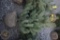 Scotch Pine 5ft.