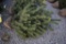 Scotch Pine 5ft.
