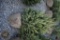 Norway Spruce 5ft.