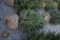 Norway Spruce 5ft.