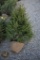 Norway Spruce 5ft.