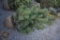 Scotch Pine 4ft.