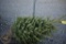 White Spruce 5ft.