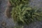 White Spruce 5ft.