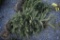 White Spruce 5ft.