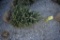 White Spruce 5ft.