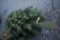 Scotch Pine 6ft.