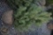 Scotch Pine 6ft.
