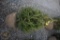 Norway Spruce 4ft.