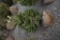 Norway Spruce 4ft.