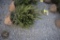 Norway Spruce 4ft.