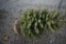Black Hill Spruce 4ft.