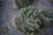 Black Hill Spruce 4ft.