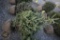 Black Hill Spruce 4ft.