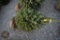 Black Hill Spruce 4ft.