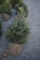 Black Hill Spruce 4ft.