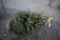 White Spruce 4ft.
