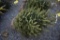 White Spruce 4ft.