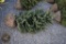White Spruce 4ft.