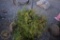 Arbroviate 3ft.