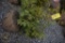 Arbroviate 3ft.