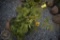 Arbroviate 3ft.