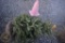 Black Hill Spruce 3ft.