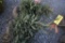 Black Hill Spruce 3ft.
