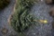Black Hill Spruce 3ft.
