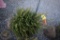 Norway Spruce 3ft.