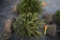 Norway Spruce 3ft.