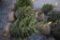 Norway Spruce 3ft.