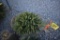 White Spruce 3ft